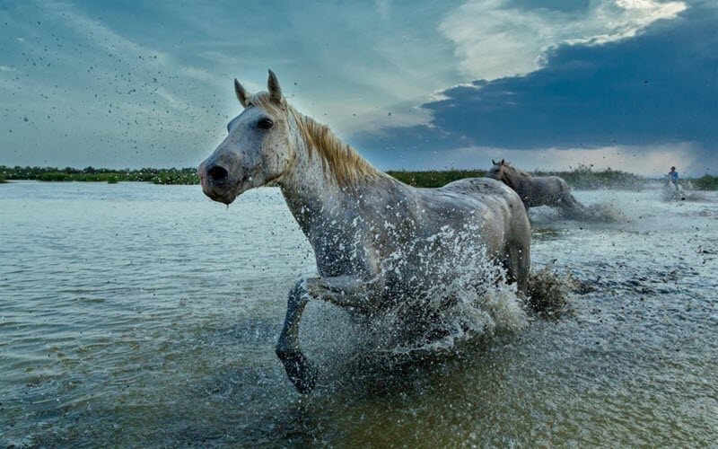 Новая тема для WINDOWS 10 - The Animal Kingdom (Скачать)