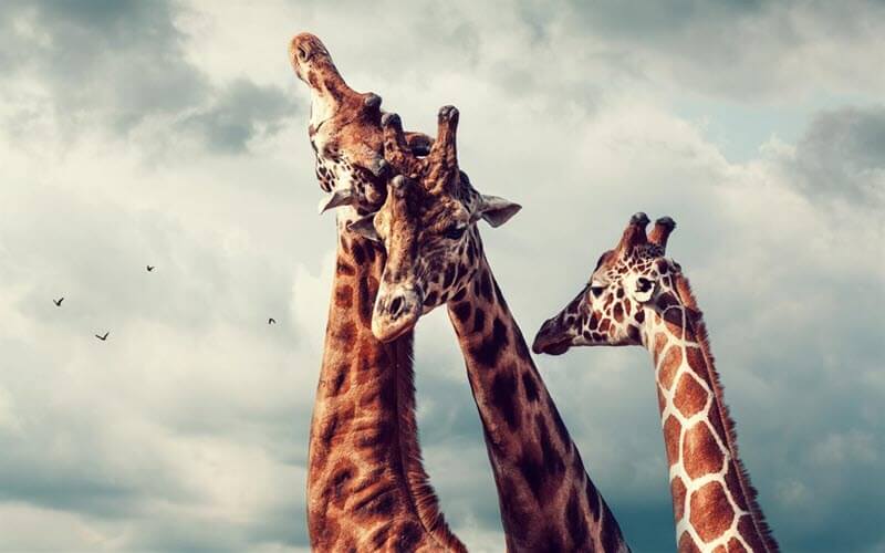 тема для WINDOWS 10 - The Animal Kingdom
